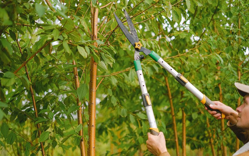 Tree trimming in Akaska, SD